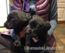Two male black puppies by Rivermeadow Oak