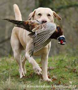 Ash out in the field retrieving game