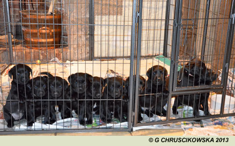 Oak pups lined up looking out of their run