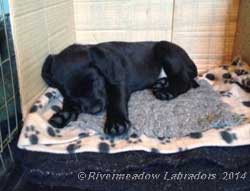 Black puppy Fig at 9 weeks old