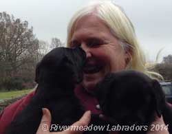 Fig 6 week old puppy - River Meadiw Oak son