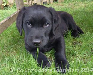 Fig checking out the garden