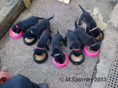 Oak puppies enjoying their tea