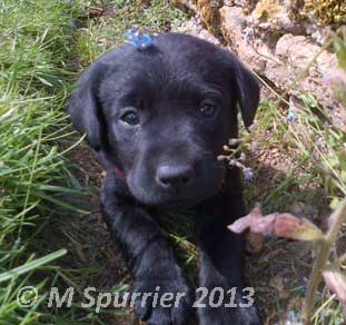 An Oak pup exploring their new garden