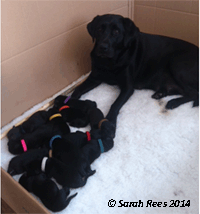 A black bitch with her 12 new born pups sired by Oak