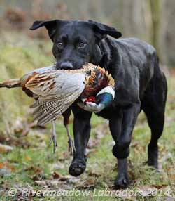 Oak out in the field retrieving game