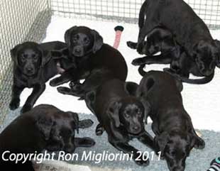 A young litter of oak pups