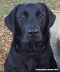 link to Fig's page Small headshot of Festive Fig of Rivermeadow