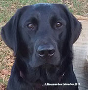 Fig Head Shot at 1 year old