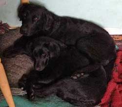 Two black labradors, Oak and fig, laying in their bed