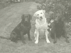 Three of the Rivermeadow Boys, Fife, Ash and Oak