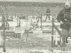 Ash clearing a hurdle on the agility course