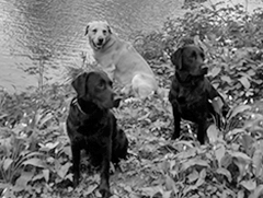 Ash, yelow labrador, retrieving in water