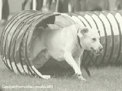 River Mountain Ash on the agility course